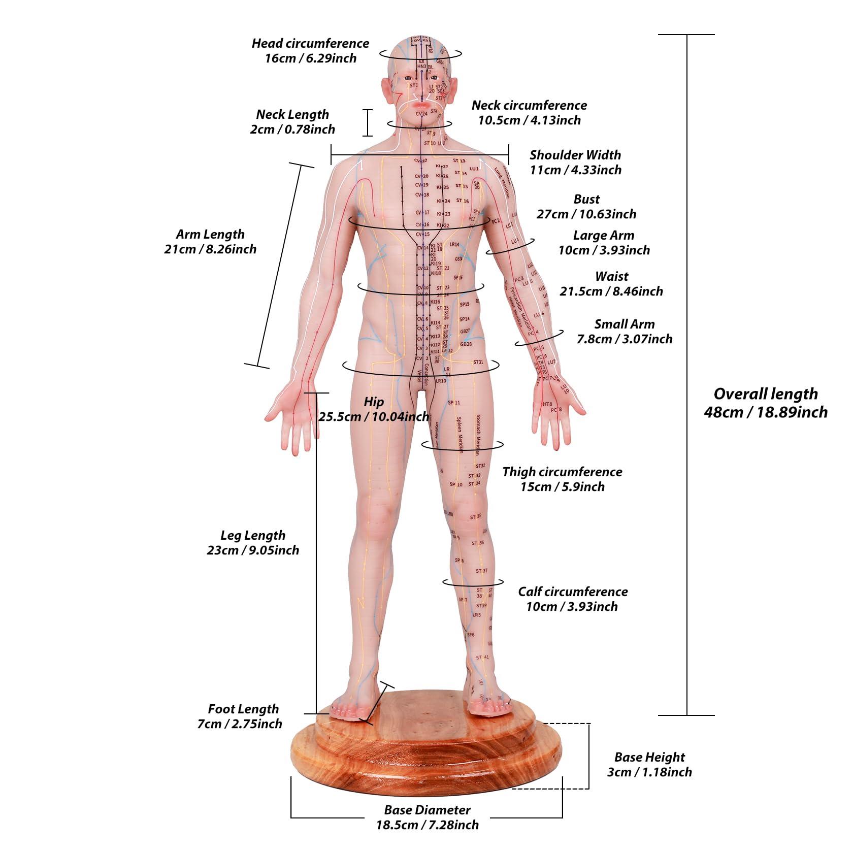 CUAIBB Acupuncture Model 18.9 inch 256 Acupoint, Human Acupoint Model Full Silicone Body, Acupuncture Doll for Chinese Medicine Teaching Learning Beginners - English Marking