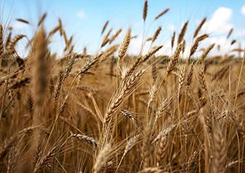 Food to Live Food to Live Organic Whole Wheat Bread Flour, 8 Ounces - Whole Grain, Unbleached, Non-GMO, Kosher, Unbromated, Raw, Vegan, Bulk, Product of the USA