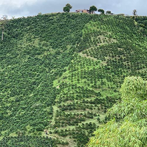 Klatch Coffee Klatch Coffee Sleeping Goat Decaf Blend Medium-Dark Roast, 12 Ounces, Whole Bean