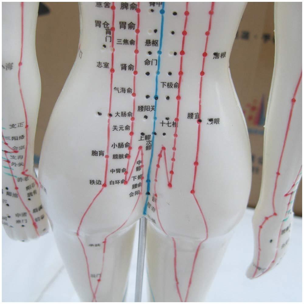 KH66ZKY KH66ZKY Human Acupuncture Point Model Chinese Medicine for Body Massage Twelve Meridians Moxibustion Studying Medical Educational Training Aid,Female