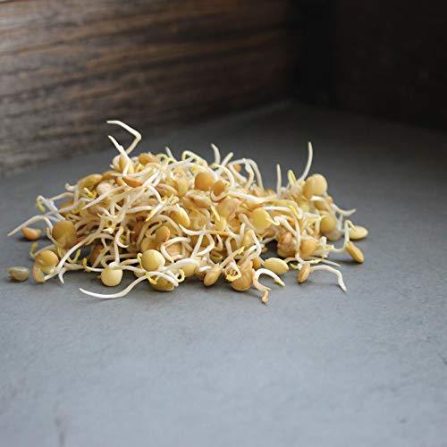 Handy Pantry Organic Dried Green Lentil Sprouting Seed: 8 Oz - Dry Lentils for Planting Garden Seeds, Soup, Cooking or Sprout Salad, Sprouts