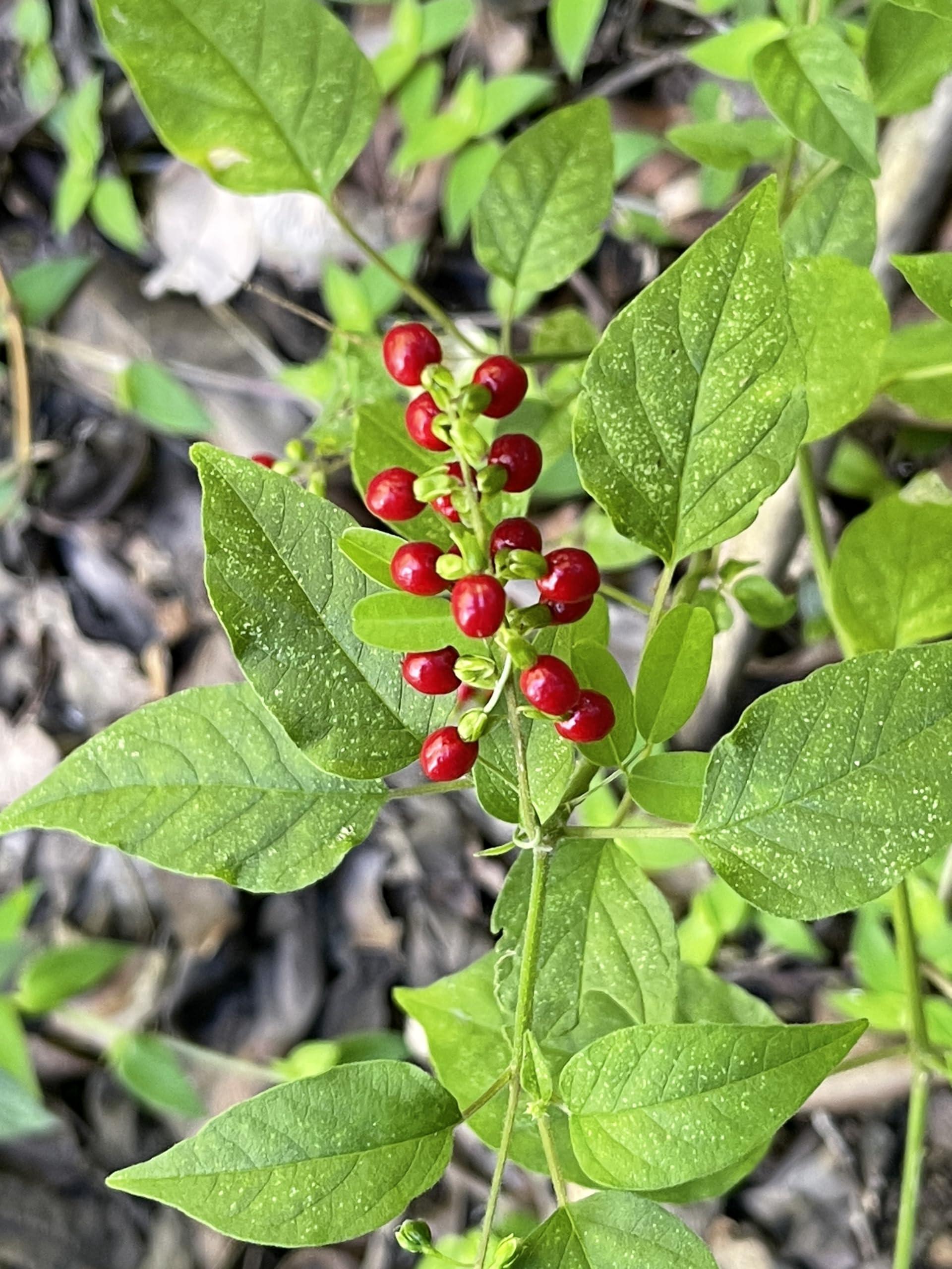 Iset By Nature Jamaican Dog Blood Bush, Organic Fertility Tea for Women, Loose Leaf Herb for the Womb