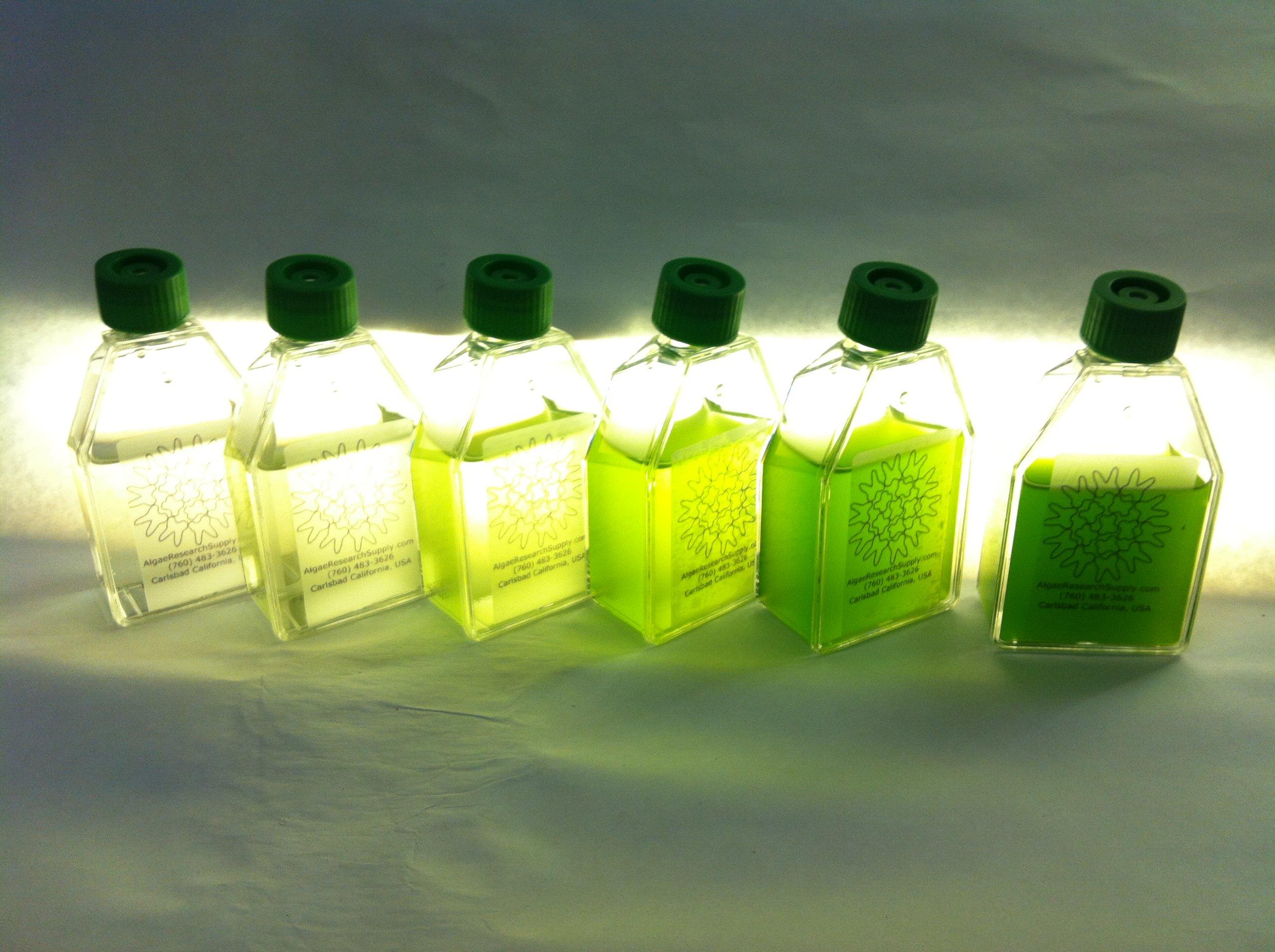 Algae Research Supply Algae Research Supply Grow Your Own Algae Culture Kit Spirulina, Perfect for School Science Fairs/Projects, Experiments & Classrooms