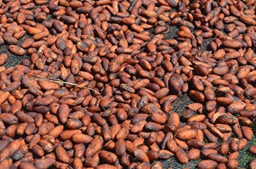 Alto Beni Cacao Company 3 lbs BOLIVIA ABC ORGANIC WALIKEEWA RAW CACAO/COCOA BEANS