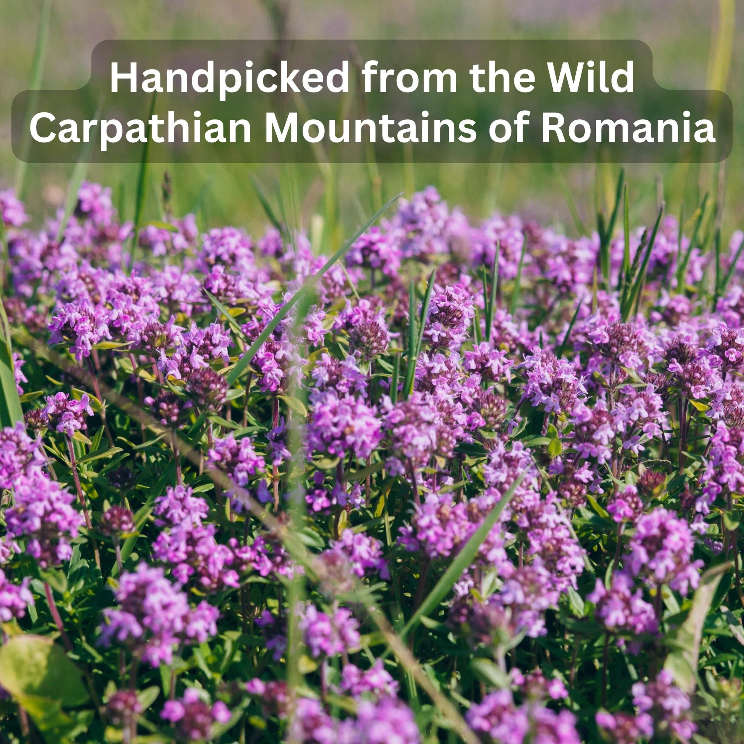 Wild Bliss Wild Bliss Organic Wild Breckland Thyme Tea - Caffeine Free Loose Leaf Herbal Tea - Resipratory and Digestion Support - 1.76 Oz - 25 Servings