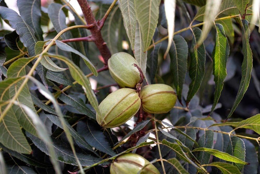 Food to Live Food to Live Organic Pecan Halves, 14 Pounds  Non-GMO, Kosher, Raw Pecan Nuts, Unsalted, Vegan, Kosher, Shelled, Sirtfood, Bulk. Good source of Calcium, and Zinc. Great for Pecan Pie, Salads, Mixes