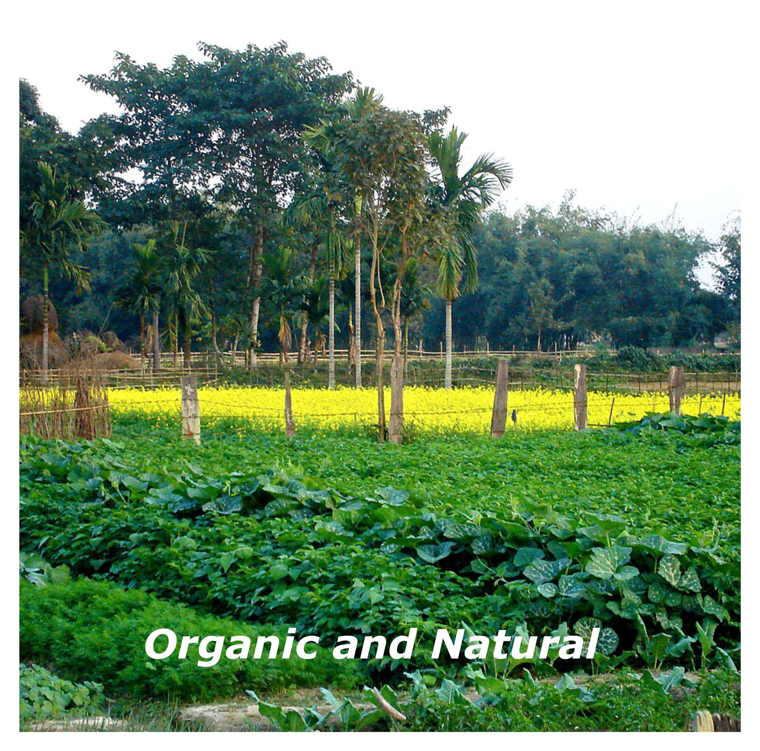 Blessfull Healing Blessfull Healing Organic Chilli Pepper 100 Gram