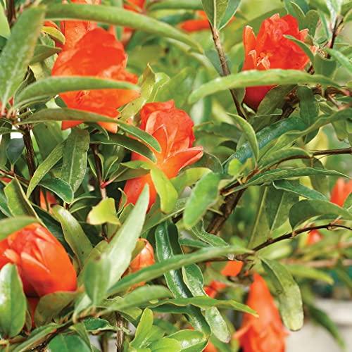 Brussel\'s Bonsai Brussel\'s Bonsai Live Pomegranate Outdoor Bonsai Tree-3 Years Old 6\" to 10\" Tall with Decorative Container, Medium