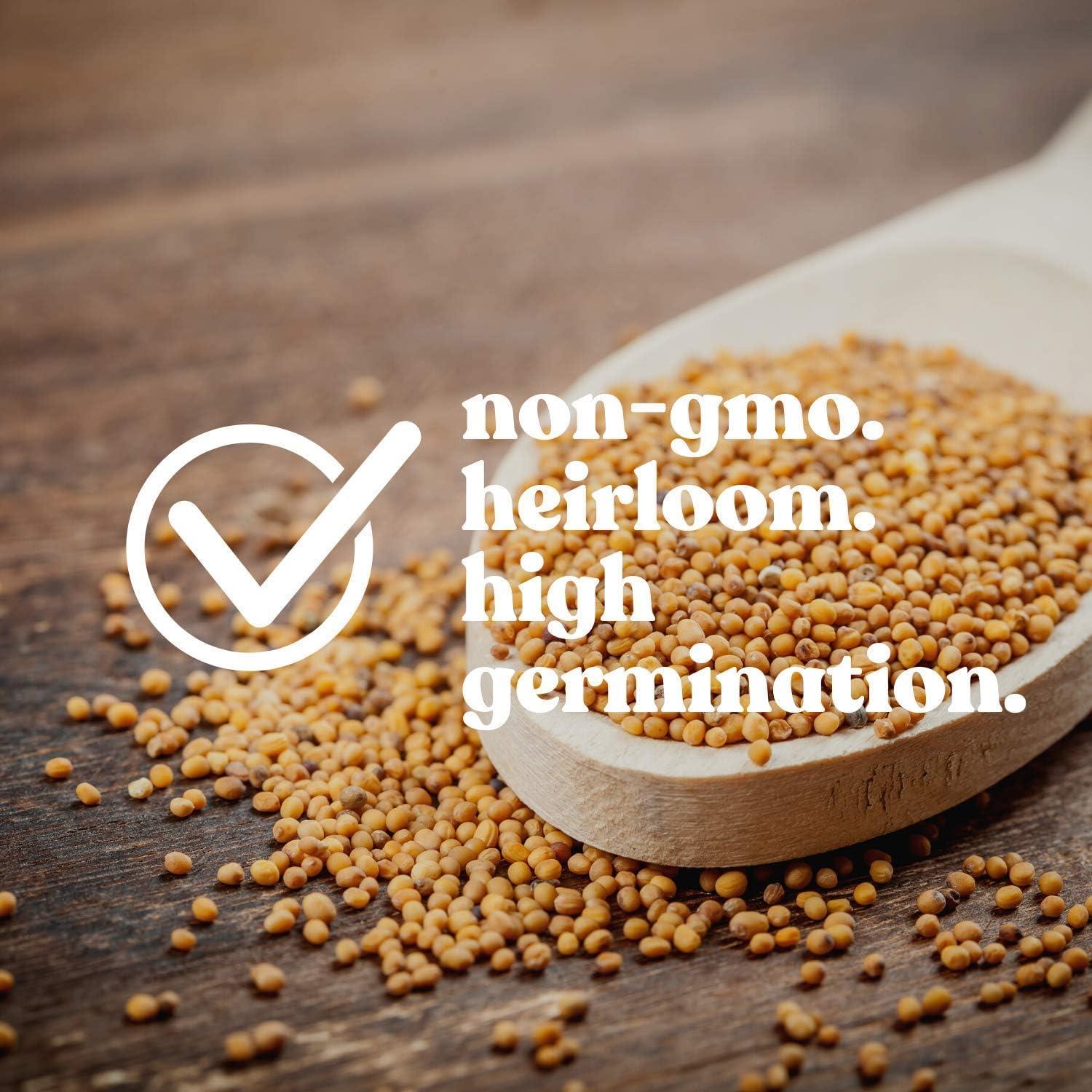 Handy Pantry Organic Kamut Seed- 1 Lb- Kamut Grain Seeds- for Growing Kamut Grass, Flour, Bread, Baking, Cooking, Food Storage, Sprouting