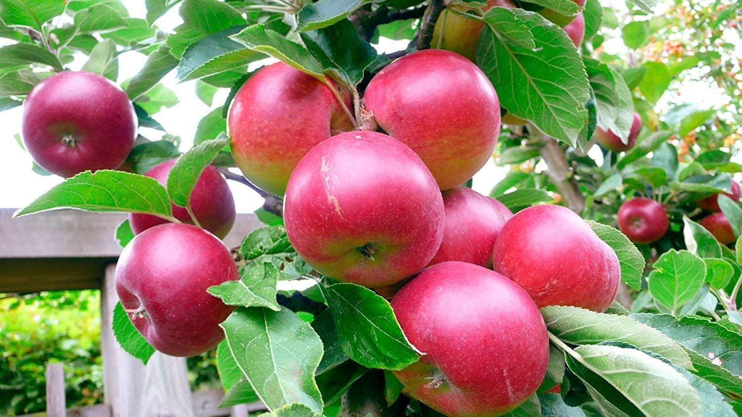 Food to Live Food to Live Organic Dried Apple Rings, 1 Pound Non-GMO, Kosher, Raw, Vegan, Unsulfured, Sirtfood, Bulk