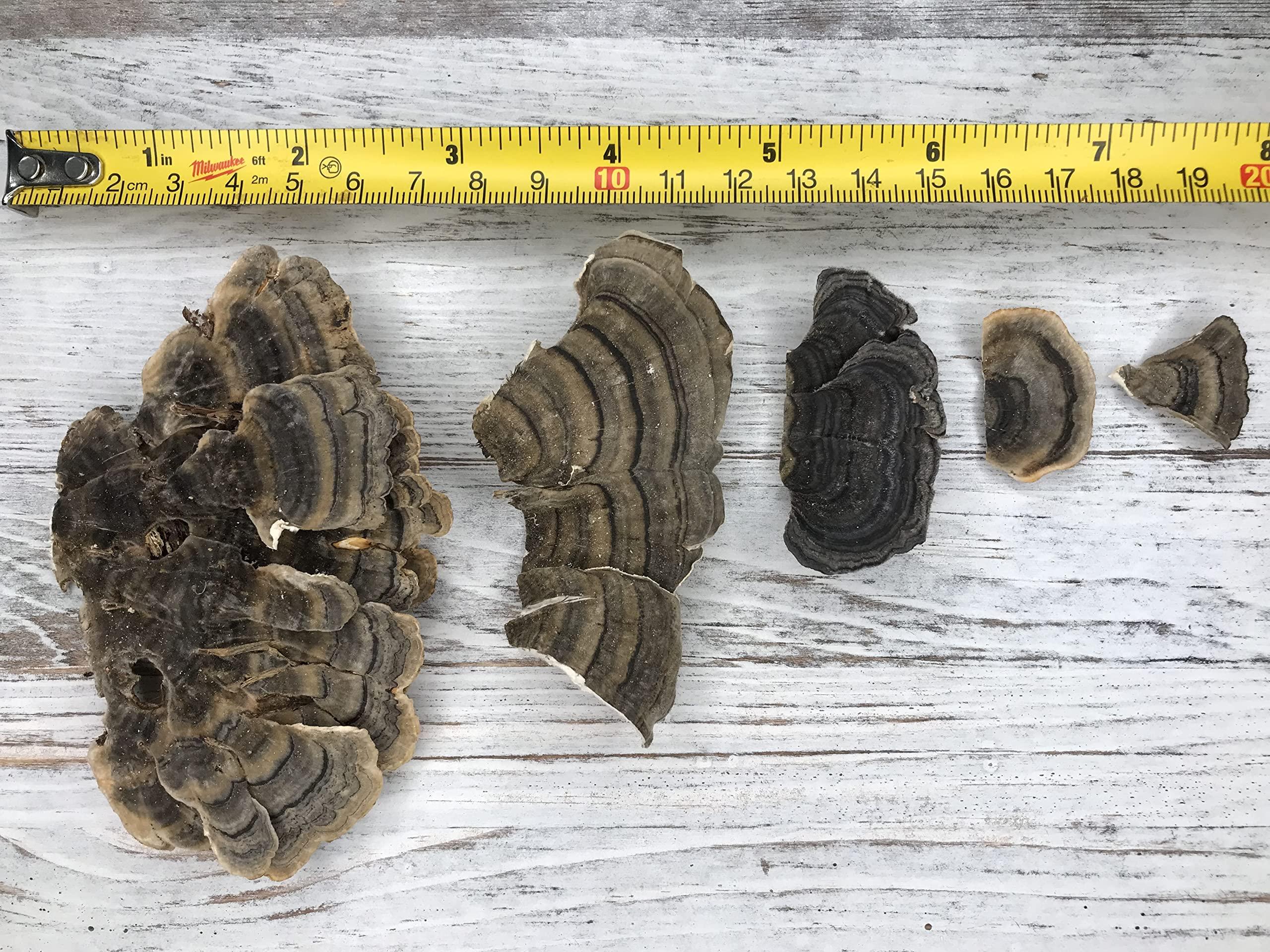 Living Farms Turkey Tail Mushroom 100 GRAMS Whole Dried Organic Polyporus Vesicolor Yun Zhi