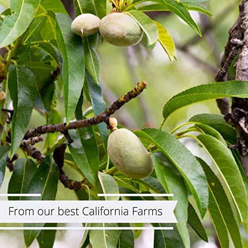 It's Delish Gourmet Whole Raw Almonds by Its Delish Bulk (1 lb)