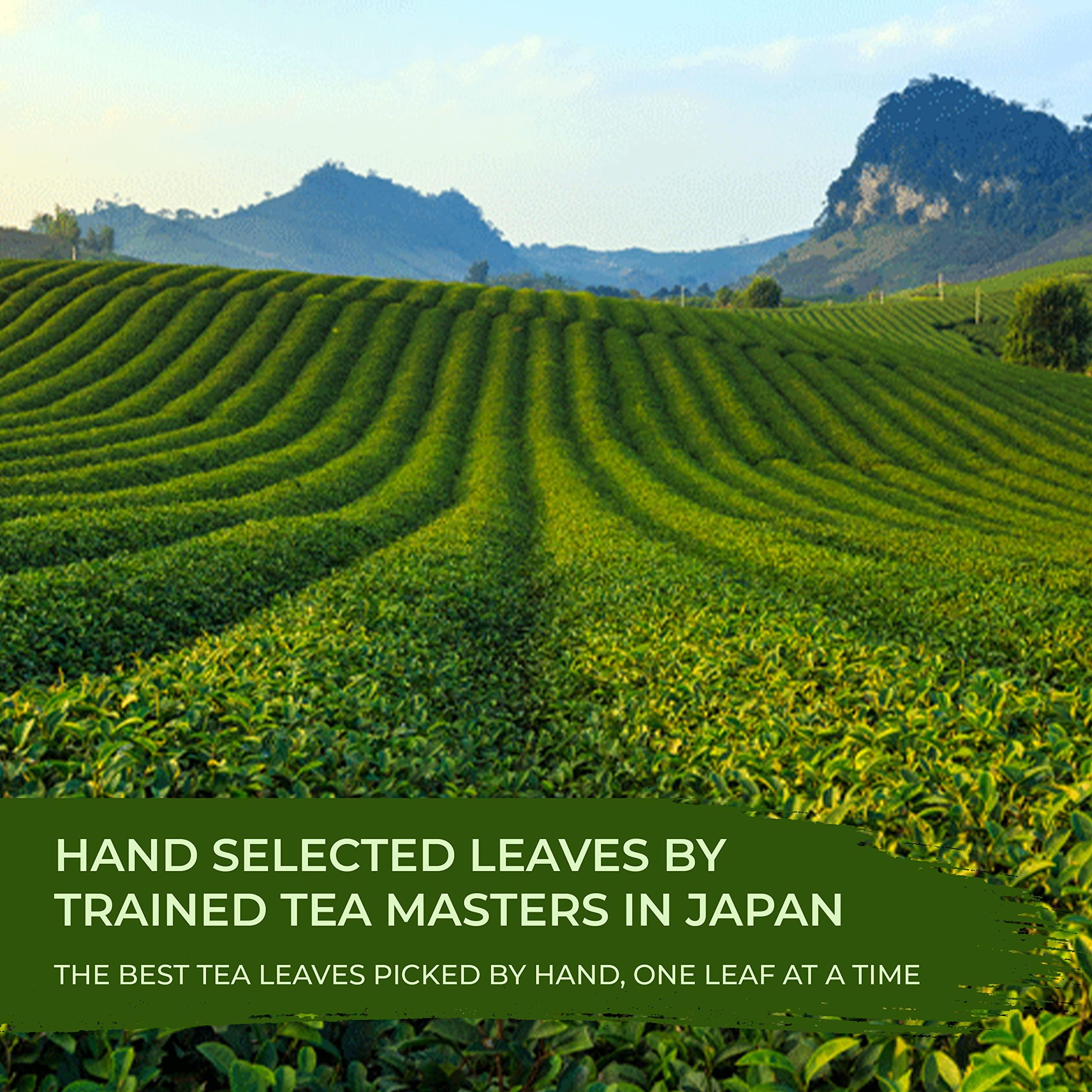 JAPANESE GREEN TEA CO. HARVESTED WITH IN JAPAN Japanese Green Tea Co. Aracha Gokuzyo Japanese Green Tea (50 Pack) Highest-Grade Deep Steamed Sencha Organic Japanese Crude Tea with Intense Aroma and Taste