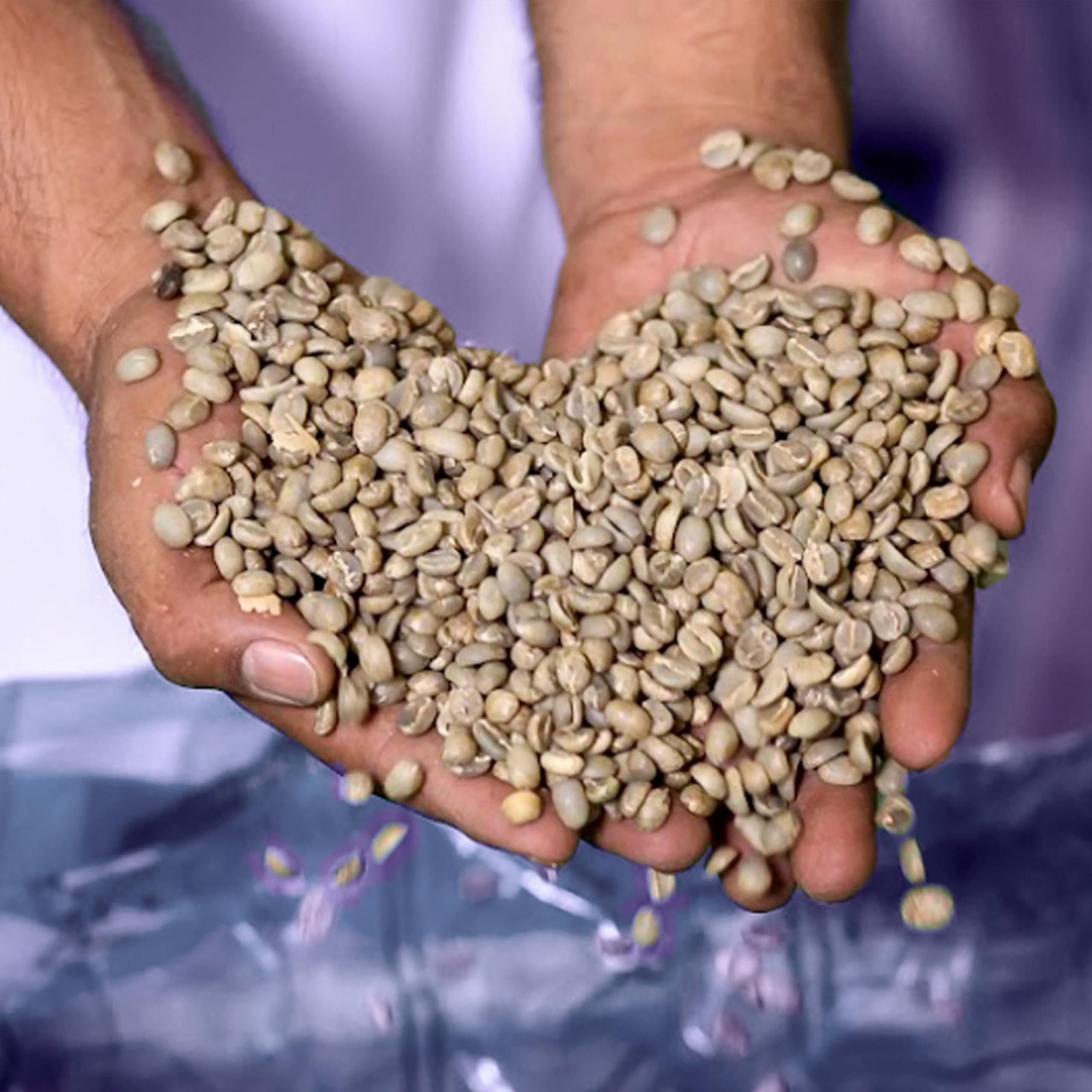 Cielito Paradise Coffee 2 Lb, Fresh Single Origin Unroasted Green Coffee Beans, Specialty Grade From Huila Colombia, Direct Trade (Castillo Varietal)