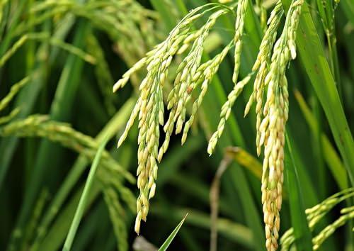 Food to Live Food to Live Long Grain White Rice, 5 Pounds Raw, Vegan, Kosher. Easy to Cook. Stays Separate and Fluffy. Rich in Iron and Low in Fat. Great as Side Dish. Perfect for Stuffing, Pilafs, and Salads