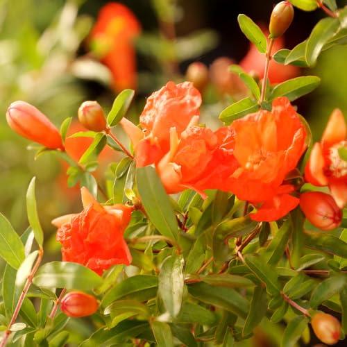 Brussel\'s Bonsai Brussel\'s Bonsai Live Pomegranate Outdoor Bonsai Tree-3 Years Old 6\" to 10\" Tall with Decorative Container, Medium