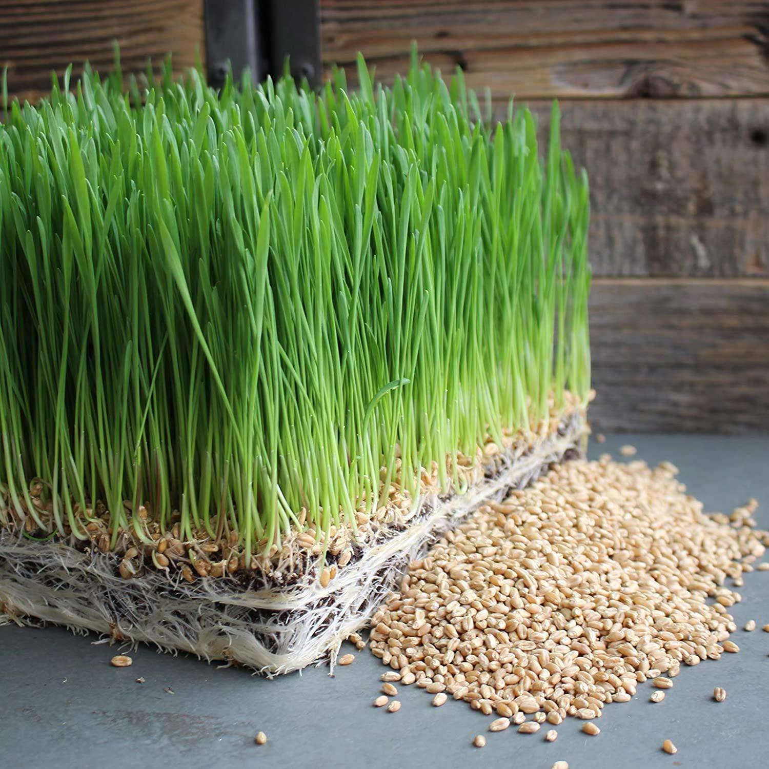 Handy Pantry Handy Pantry Organic Wheatgrass Seeds - For Wheat Grass, Cat Grass, Food Storage & More - Hard Red Wheat (2.5 Pounds)