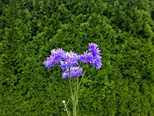 LattePowder Pure Blue Cornflower Petals - 100% Natural Centaurea cyanus - Dried, Grown in Germany Herbal Cornflower Flowers for Cupcakes, Lattes, Tea Blends, Bath Products, Gifts, Crafts