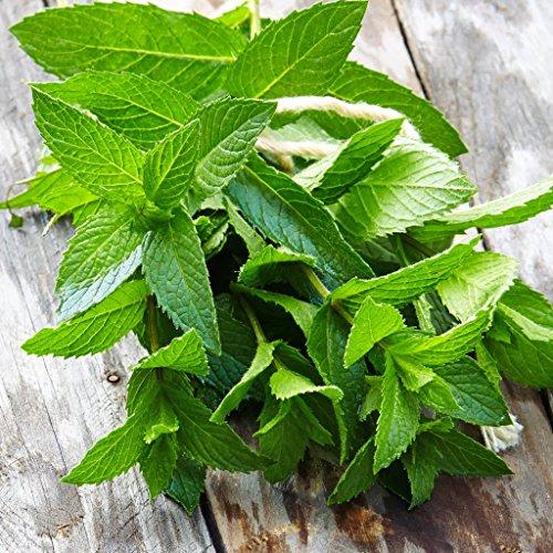 Zokiva Nutritionals Peppermint Tea Bags 100% Pure (30 Premium Bags) All-Natural Phyto-nutrients for Holistic Health