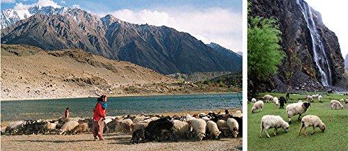 Himalayan Shilajit Fresh Authentic & Purest Himalayan Shilajit - Shipped Directly From it\'s Source - Instant Result Guaranteed (145 Grams Shilajit)