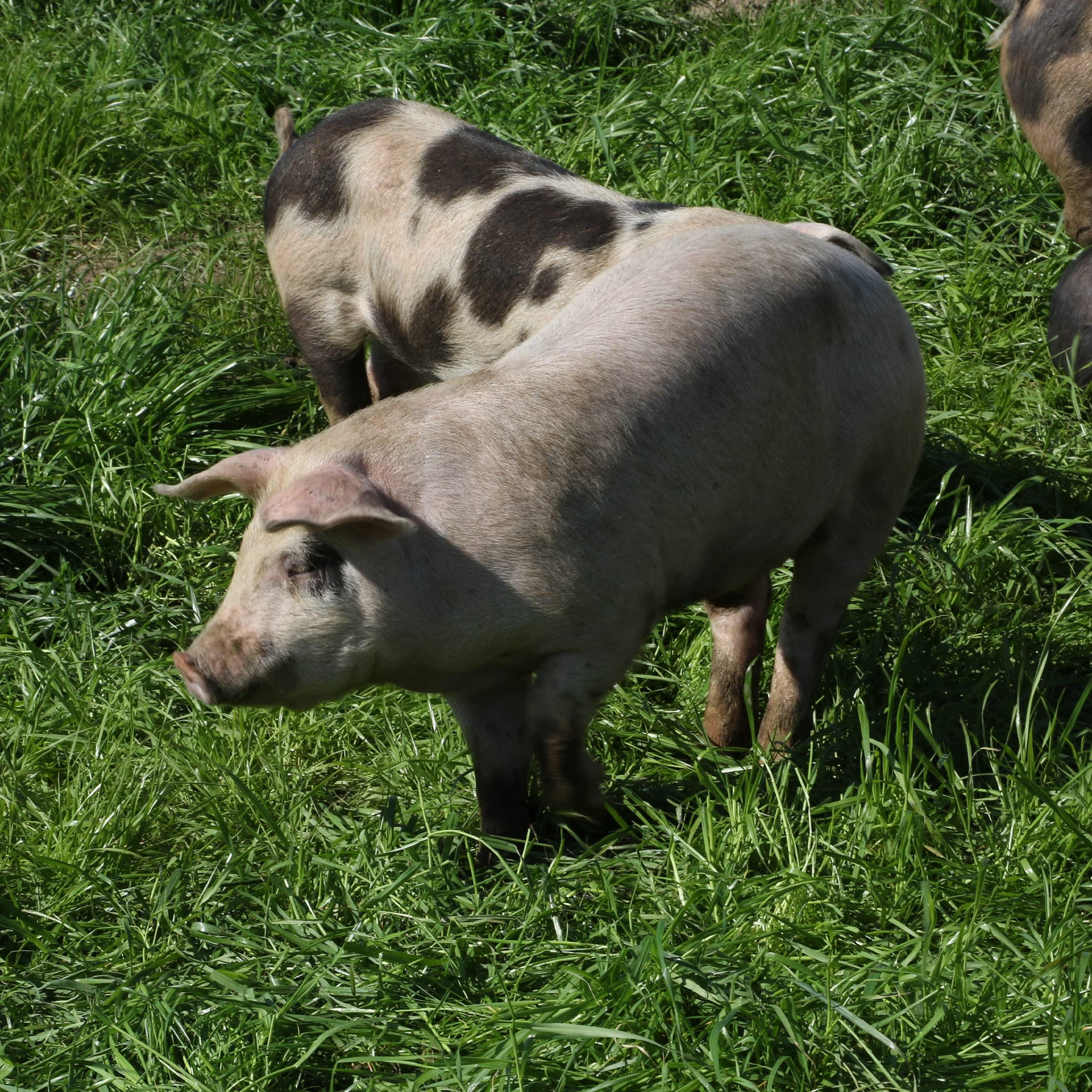 Epic Provisions EPIC BBQ Pork Rinds Gluten Free, 2.5oz