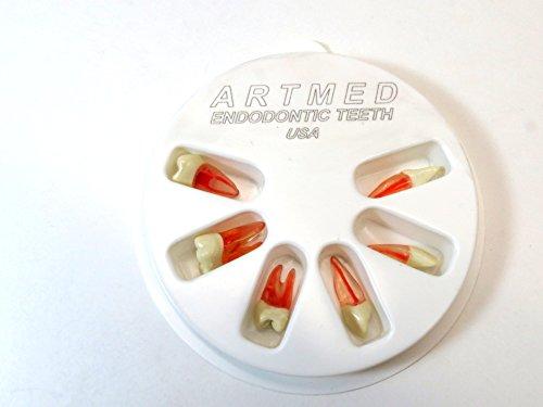 ARTMED Dental Endodontic Teeth with Root for Endodontic Practice Kit 6 Pcs ARTMED