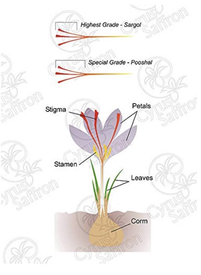 Great Low Carb Bread Co. Great Low Carb Bread Company - Fettuccine Pasta, 8 ounces - 2 Packs