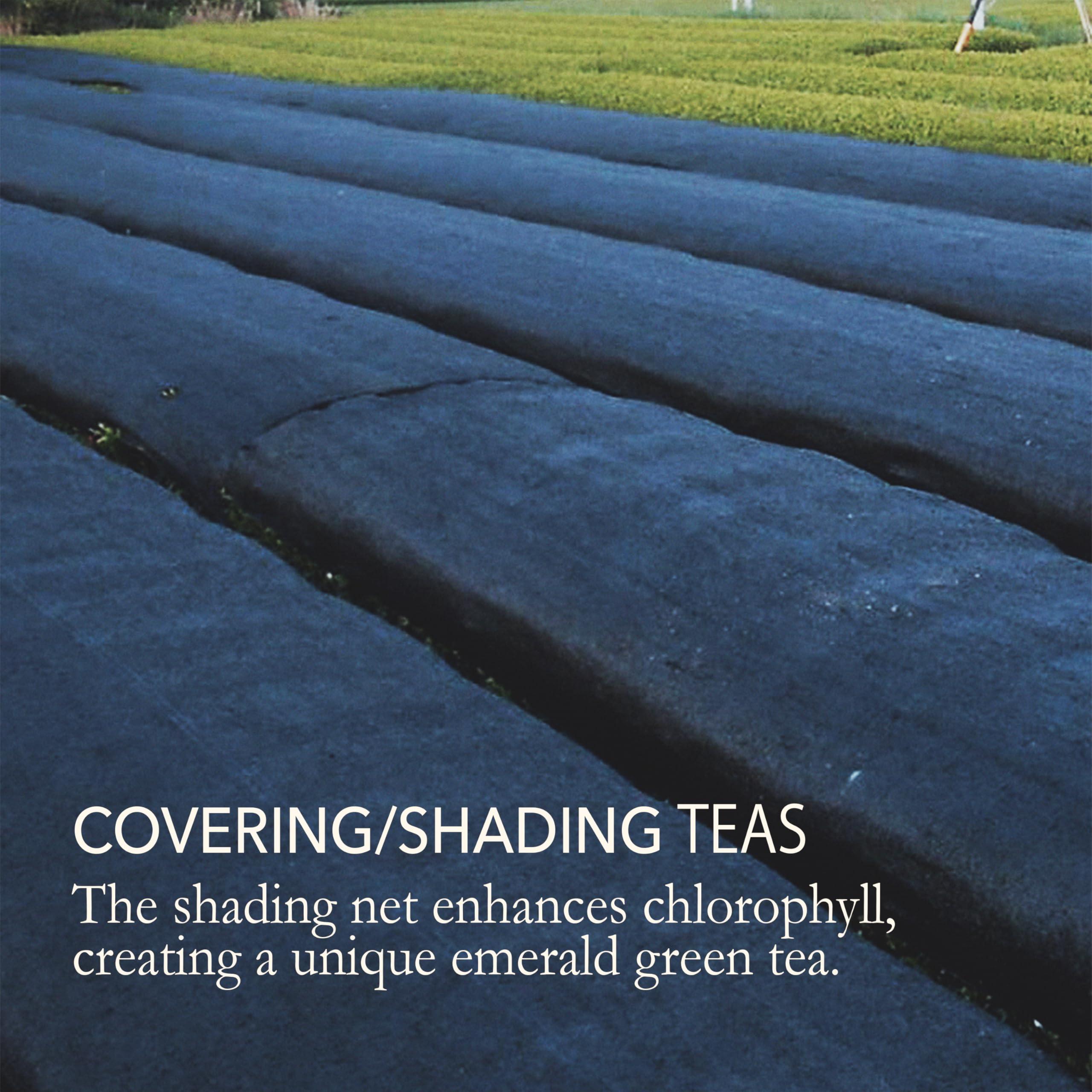 JAPANESE GREEN TEA CO. HARVESTED WITH IN JAPAN Japanese Green Tea Co. Nozomi Japanese Green Loose Leaf Tea - 3.5 Oz (100g) Covered Tea, Kabusecha, Kabuse Fukamushi Sencha - Single-origin from Shizuoka, Rich in Antioxidants