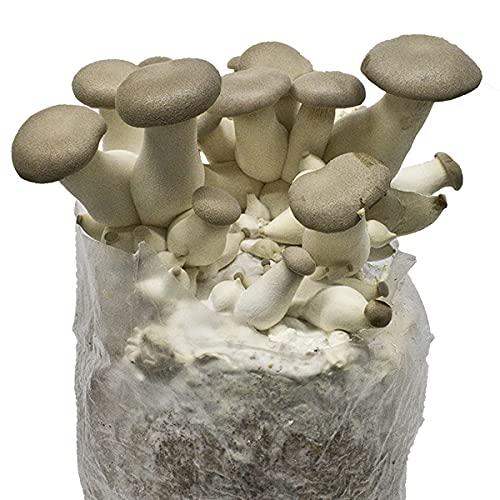 Liquid Fungi King Oyster Mushroom (Pleurotus eryngii) Liquid Culture Syringe for Mushroom Cultivation on Grain or Agar