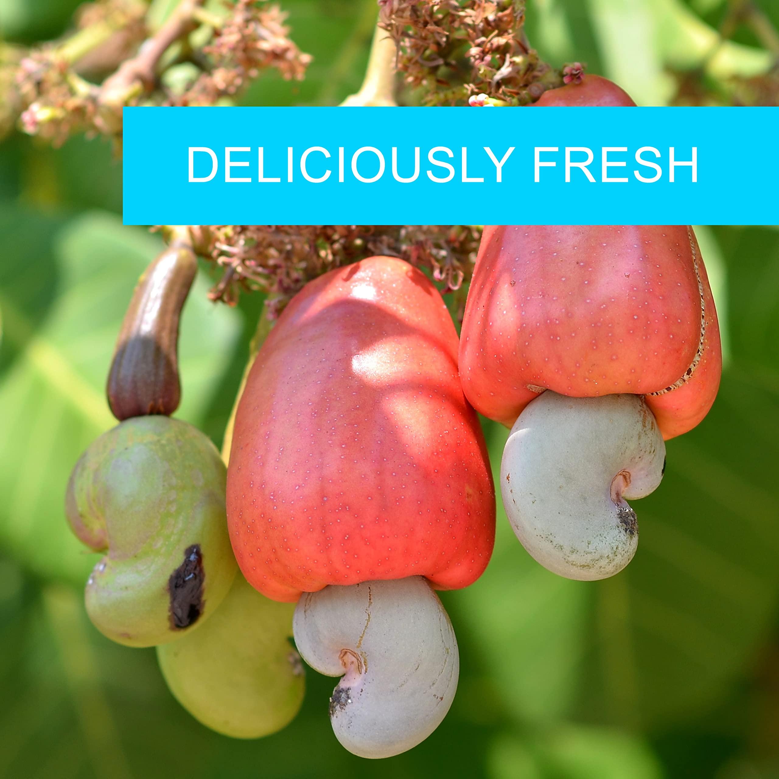 Jaybee\'s Raw Cashews 1 Pound | Whole Natural Unsalted Cashew Nuts | Naturally Gluten-free Cashew Nuts Bulk | Vegan & Keto Protein Snack | Use for Cashew Milk, Butter, Salads, Baking Recipes, Compare to Organic Cashews | Jaybee\'s