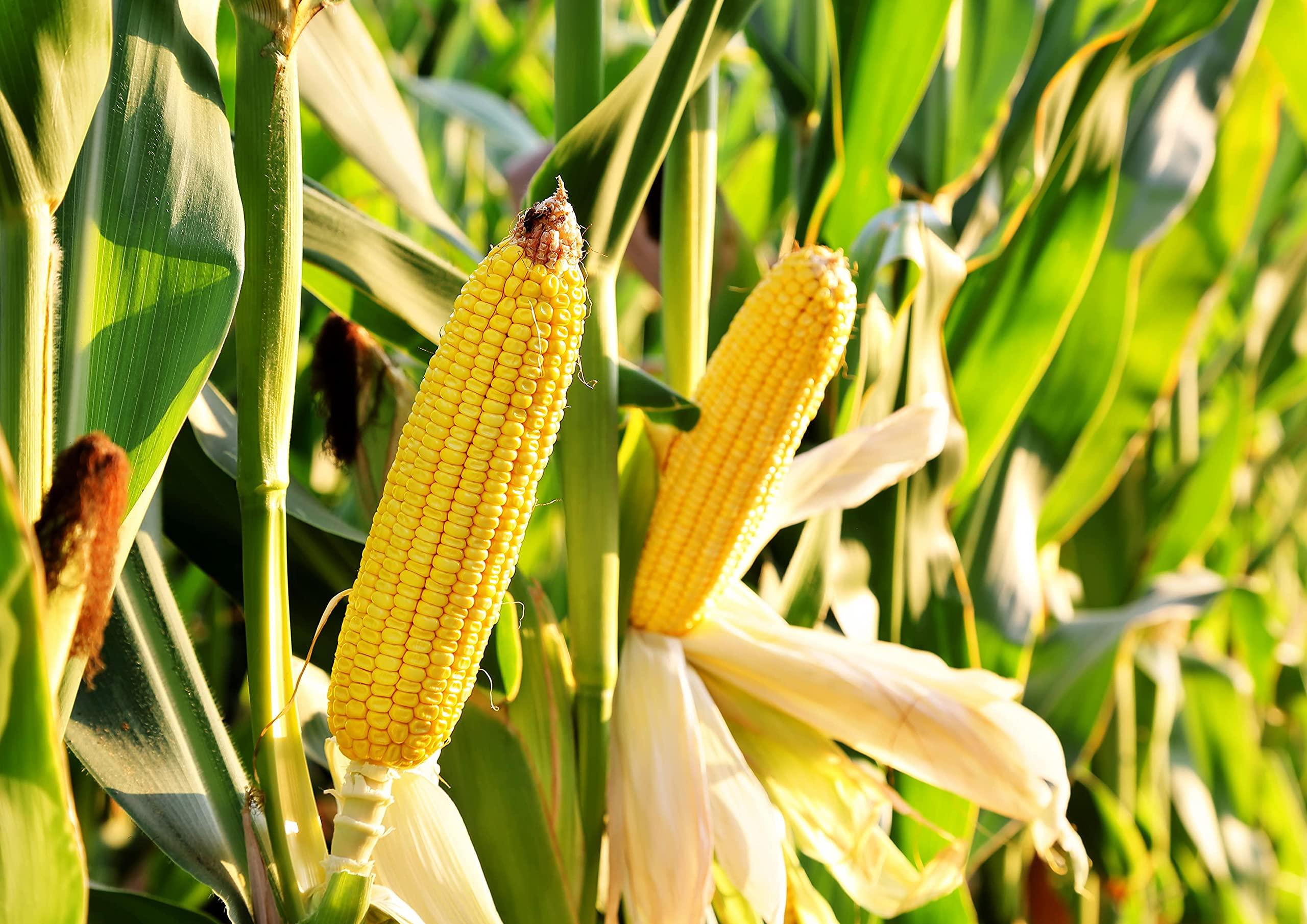 Food to Live Polenta, 12 Ounces - Yellow Corn Grits, Ground Cornmeal, Quick Cooking, Vegan, Kosher, Bulk, Great for Hot Cereal and Porridge. Low Sodium, Milled Maize, Corn Meal, Product of the USA