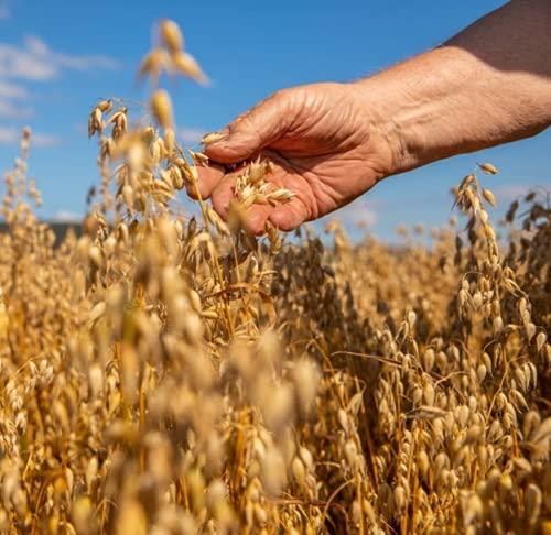 Flahavan's Flahavan's Oatmeal Irish, 28 Ounce