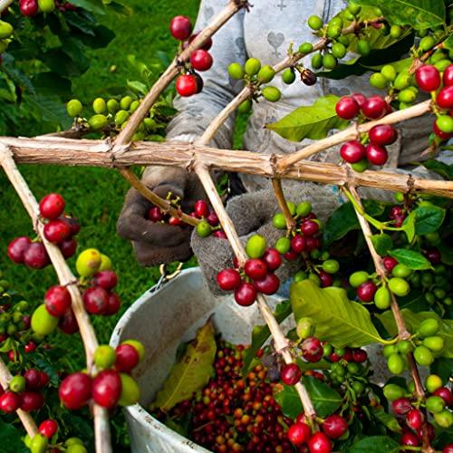 Greenwell Farms Greenwell Farms 100% Hawaiian Kona Coffee - Medium Roast, Whole Bean, 8oz
