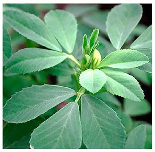 Marde Ross & Company Fenugreek Seeds