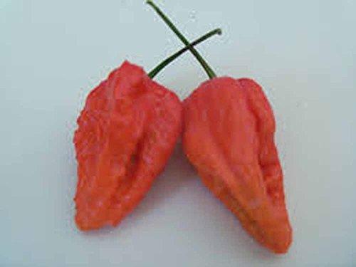 COUNTRY CREEK ACRES GROWING IS IN OUR ROOTS Ghost Pepper, Whole Dried Ghost Peppers, 1/2 ounce, from the hotest pepper in the world Bhut Jolokia