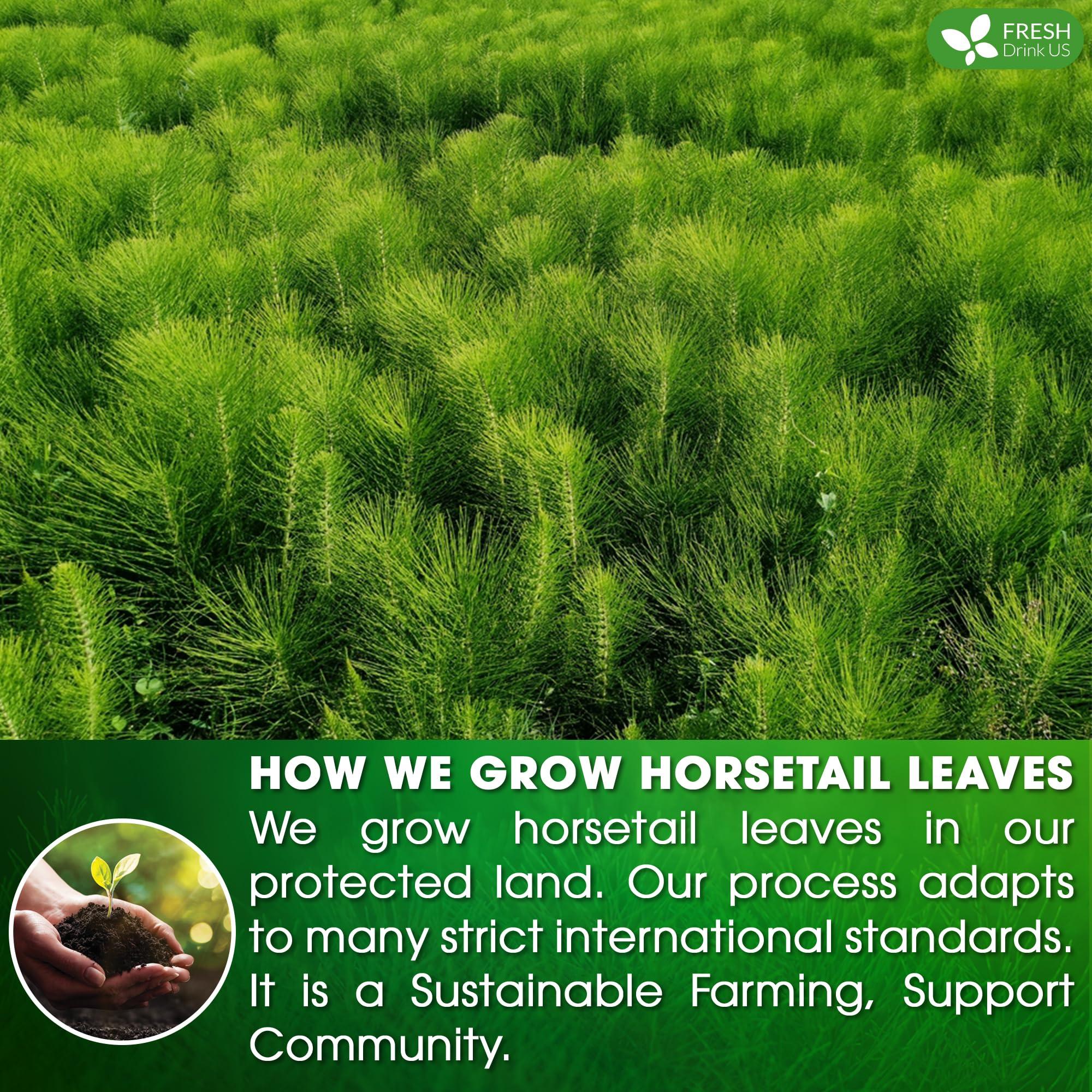 FRESHDRINKUS FreshDrinkUS, Premium 75 Horsetail Leaf Tea Bags, 100% Natural & Pure from Horsetail Loose Leaves Herbal Tea. Made with Natural Material Tea Bags. No Sugar, No Caffeine, No Gluten, Vegan.