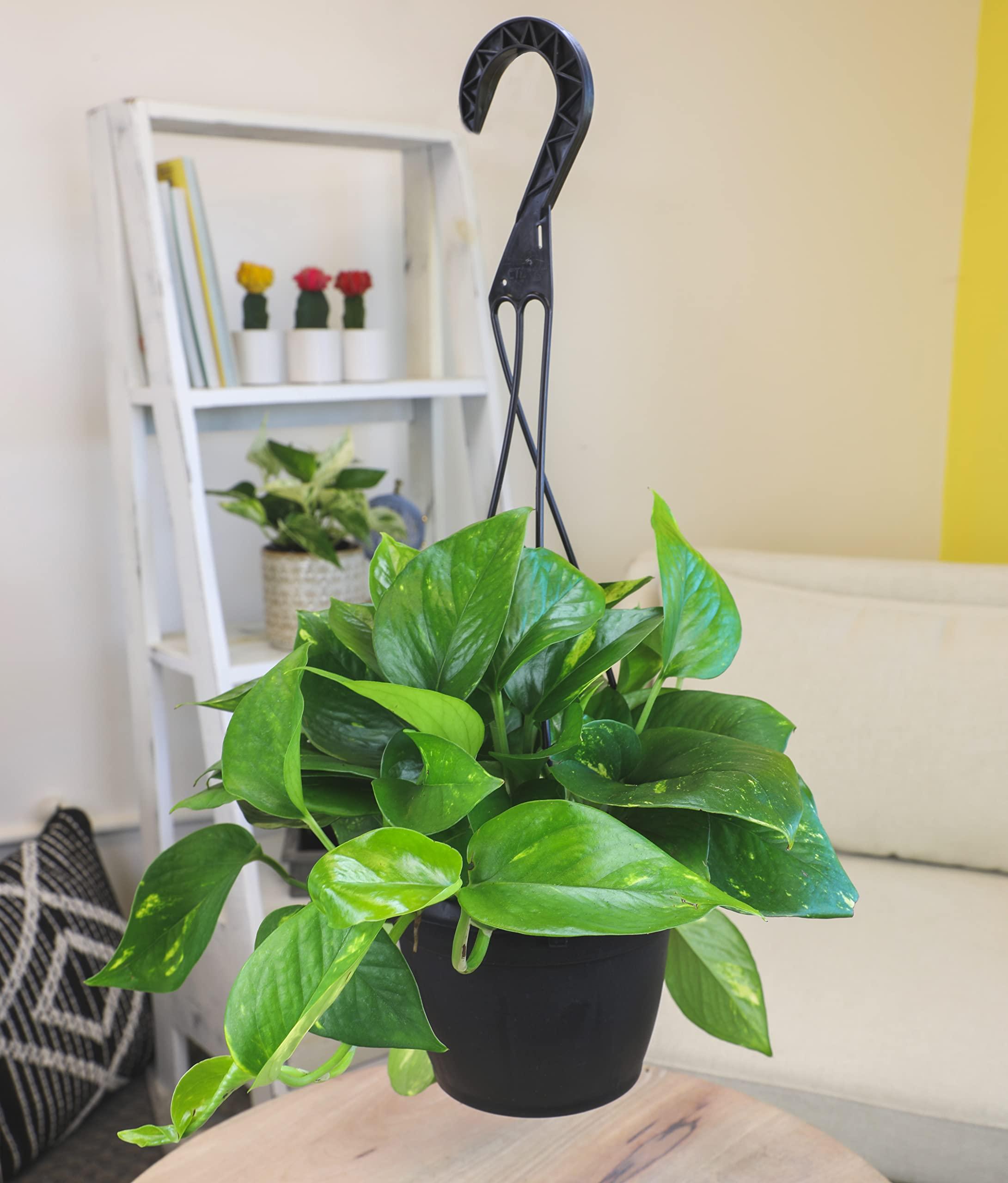 Plants for Pets Golden Pothos Plant Live in Hanging Planter Pot Live by Plants for Pets, 1 Count