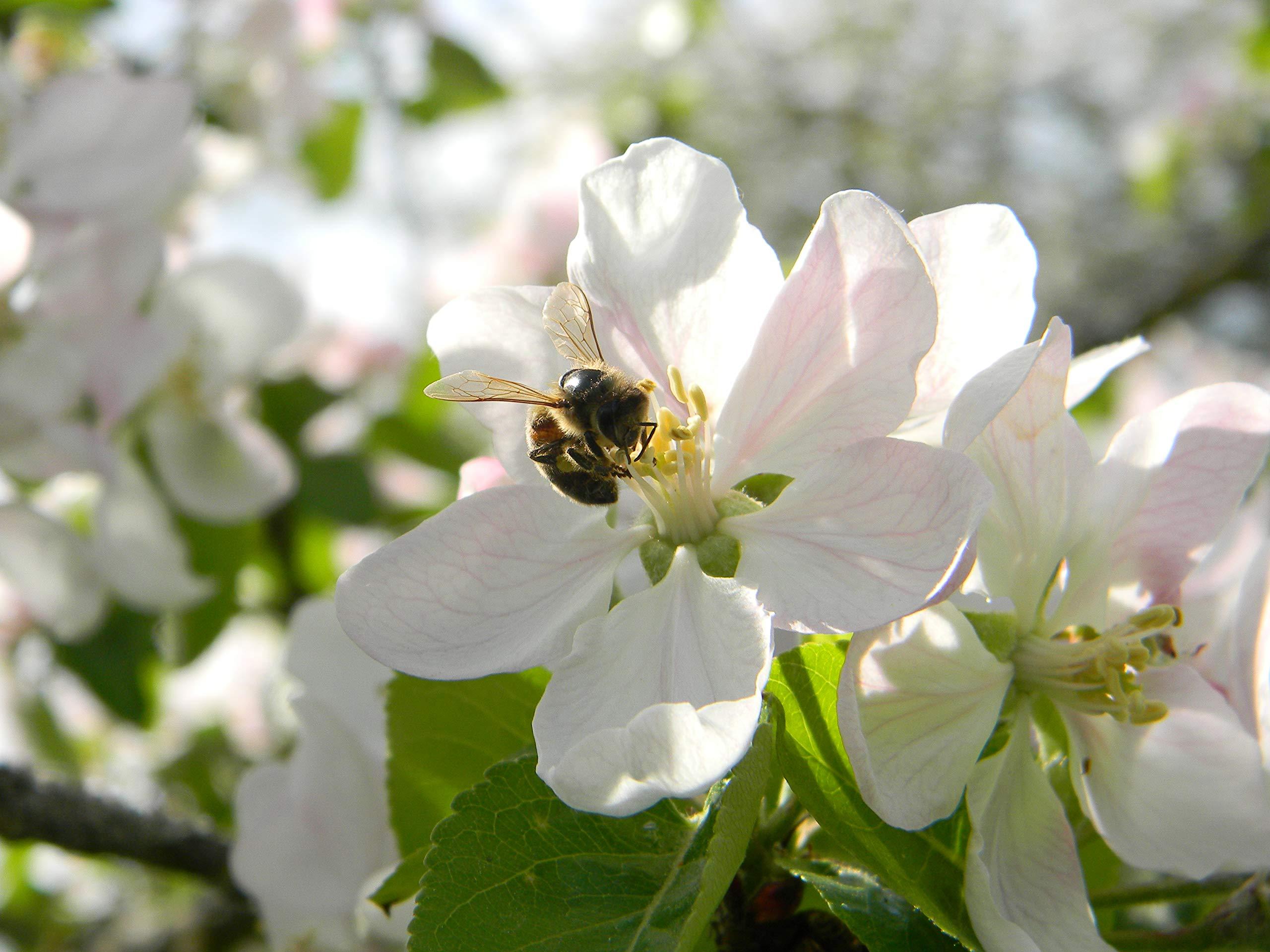 Generic Fresh 100% Organic Bee Bread, Perga, Ambrosia, Naturally Fermented Pollen, 3.53 Ounce / 100g., Excellent Quality, Paper Packaging