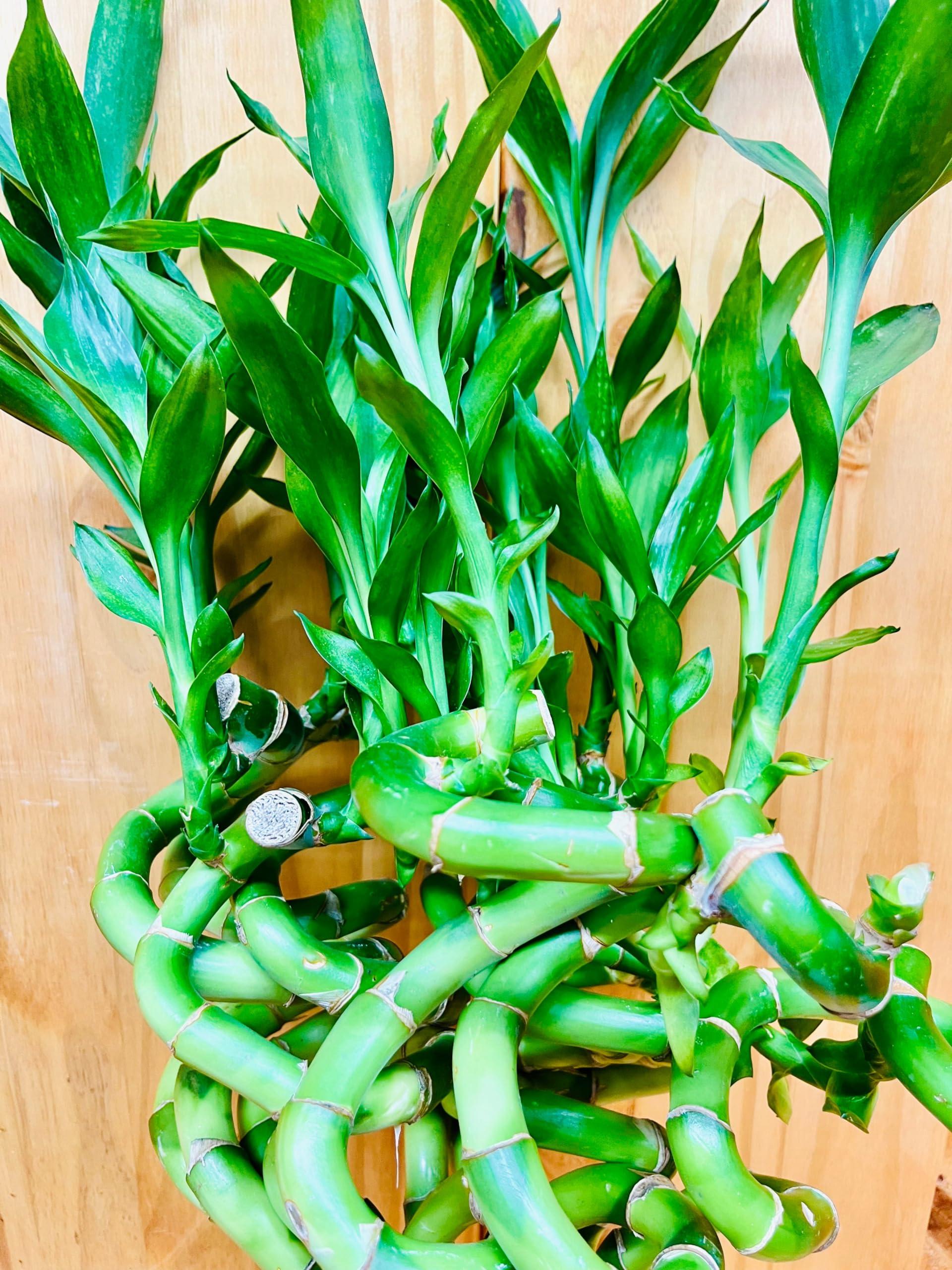 Generic Generic Live Lucky Bamboo 12 Spiral Shape Bamboo Plant 50 Unit, Green