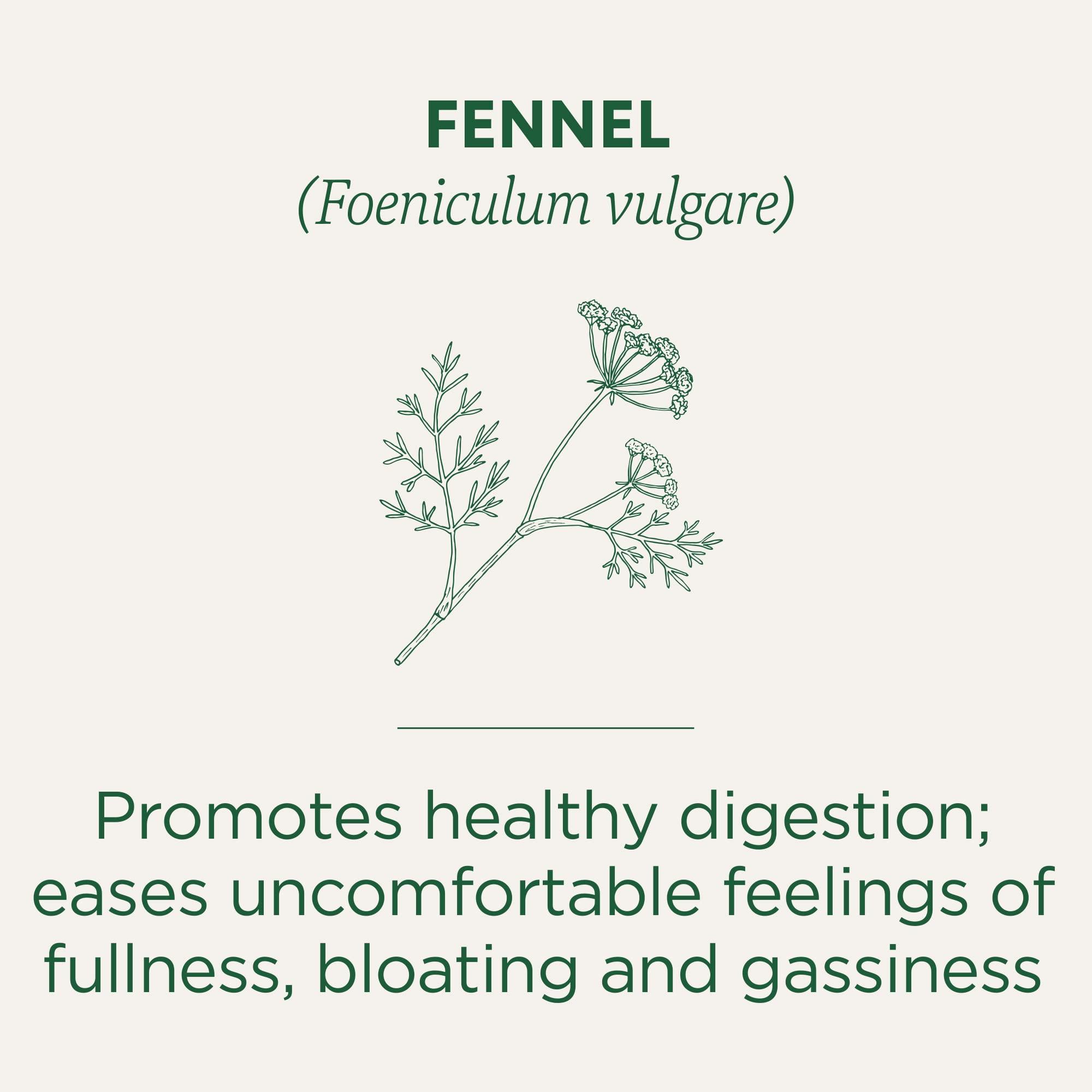 Traditional Medicinals Traditional Medicinals Organic Fennel Tea, 16 Count