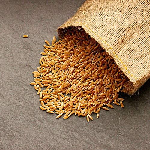 Handy Pantry Organic Kamut Seed- 1 Lb- Kamut Grain Seeds- for Growing Kamut Grass, Flour, Bread, Baking, Cooking, Food Storage, Sprouting