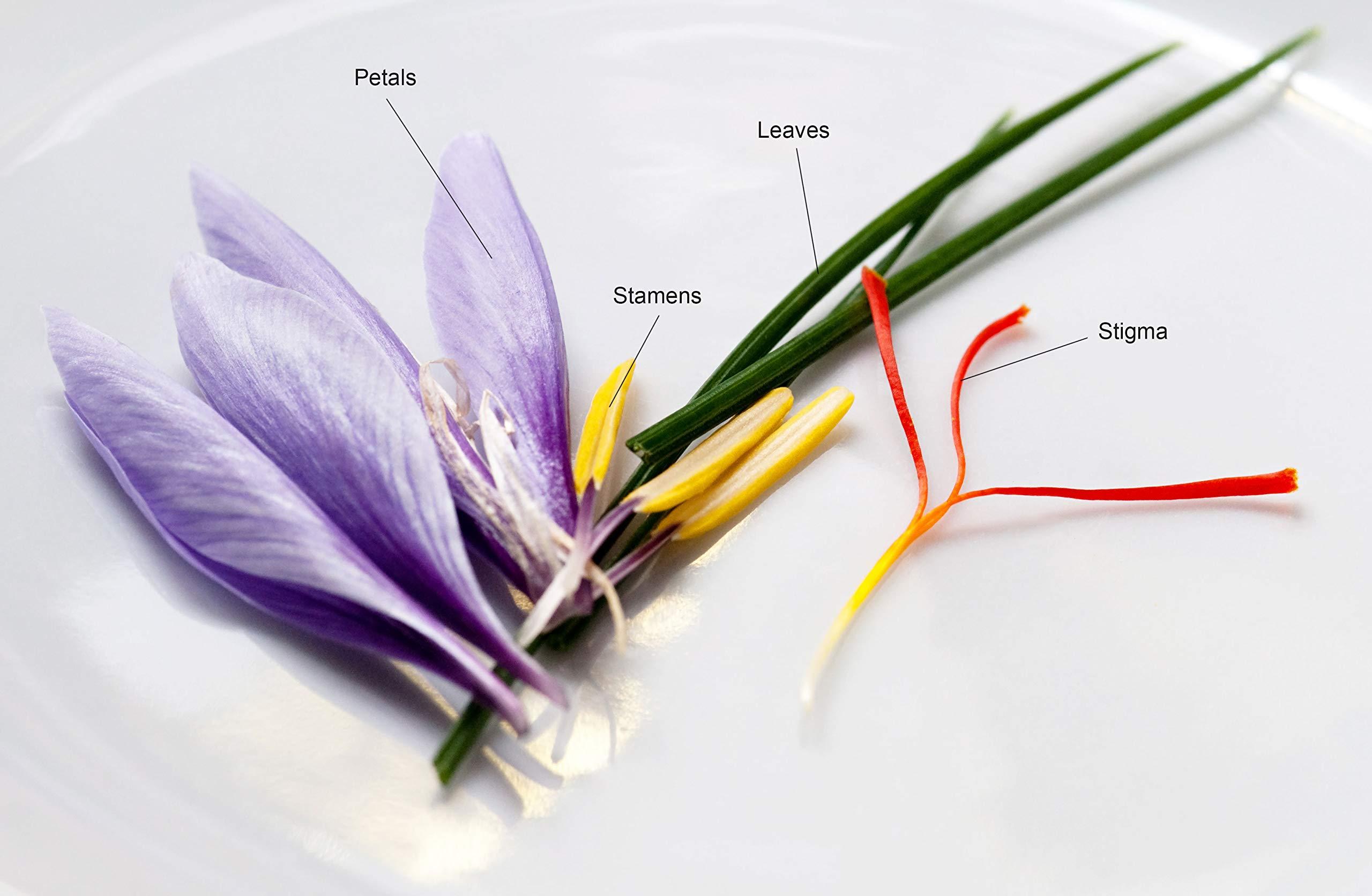 Great Low Carb Bread Co. Great Low Carb Bread Company - Fettuccine Pasta, 8 ounces - 2 Packs