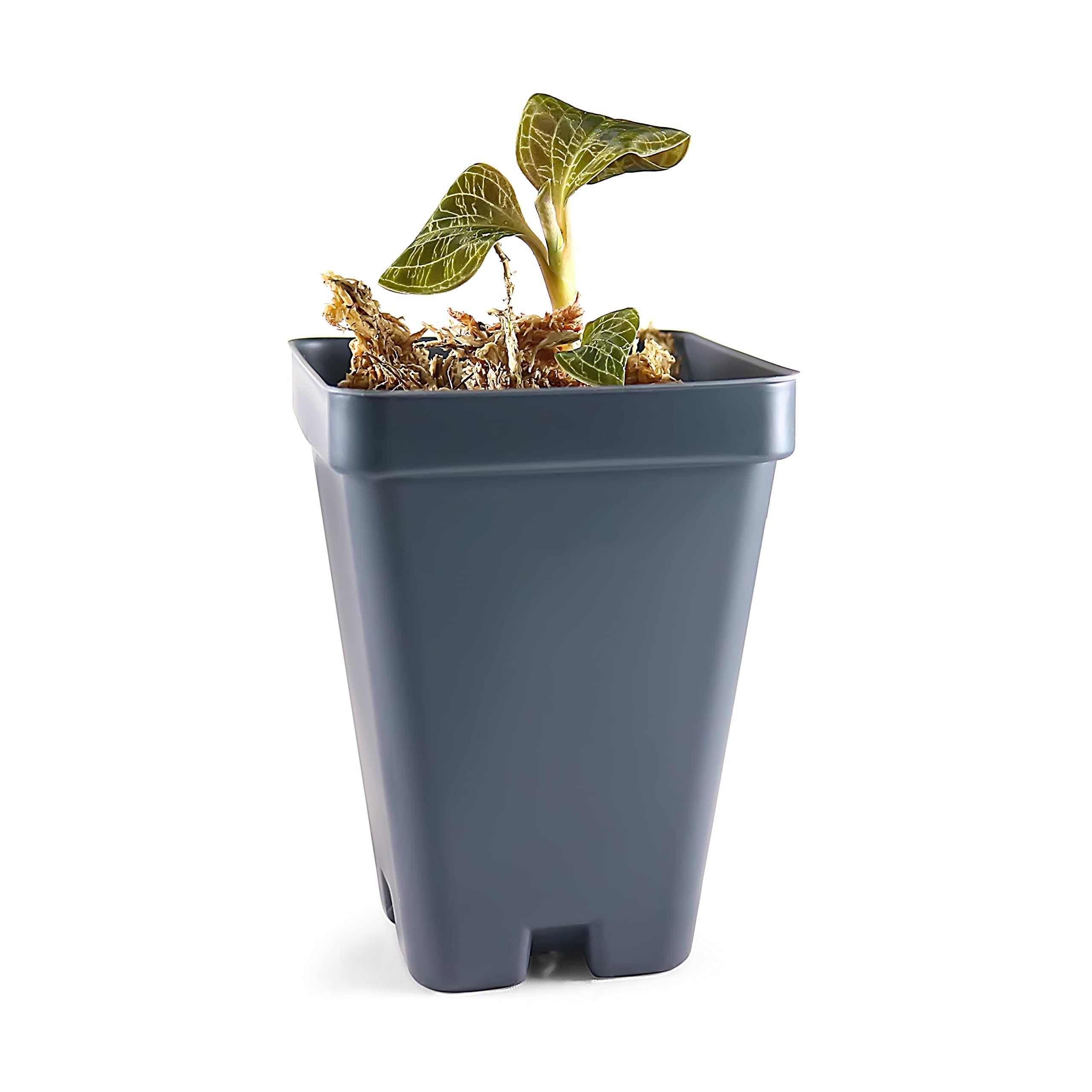 Bloomify Macodes Petola (Jewel Orchid), Dense Lighting Bolt Patten (Gold Veins), Potted