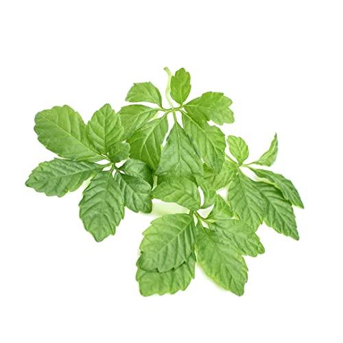 Addictive Wellness Addictive Wellness Gynostemma Leaf Extract Powder - Pure & Potent Jiaogulan Adaptogen for Energy, 1 Packet