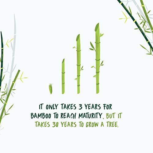 NooTrees NooTrees Bamboo Toilet Tissue, Tree Free, Biodegradable, Sustainable, Renewable and FSC Certified 3-ply Toilet Paper, 220 Sheets, 12 Rolls, Pack of 1