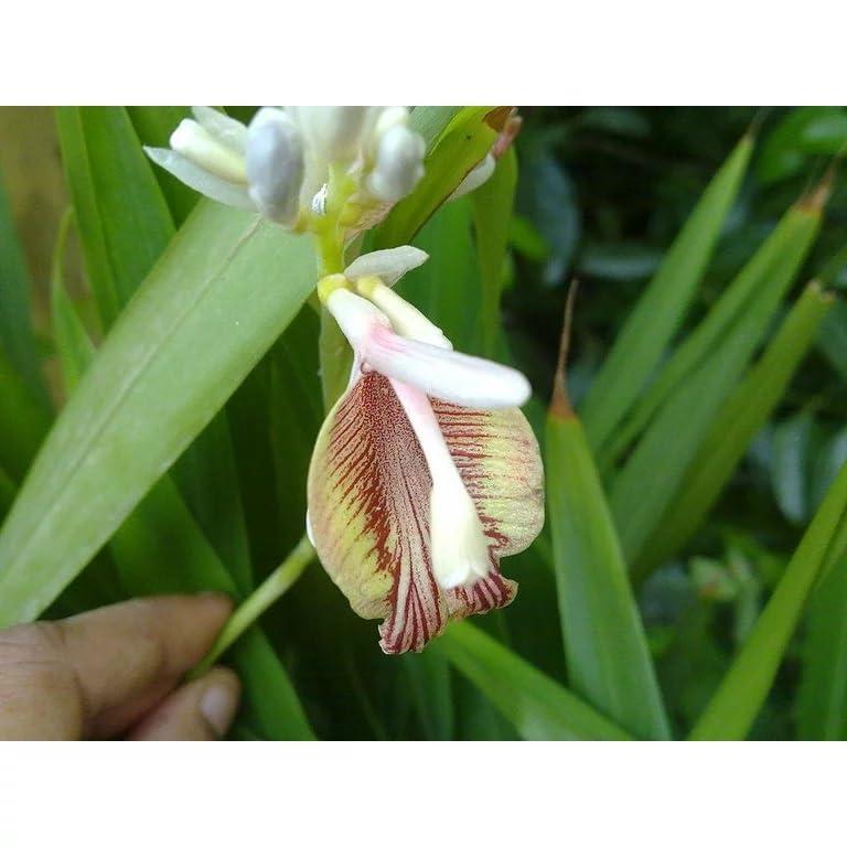 Snow Hill Snow Hill Organic Green Whole Cardamom (Disambiguation) Small Nepali Sukumel Cardamom Elaichi, Organic Flavor Aromatic Herbs Spices - Harvested In Mt. Everest Country Nepal