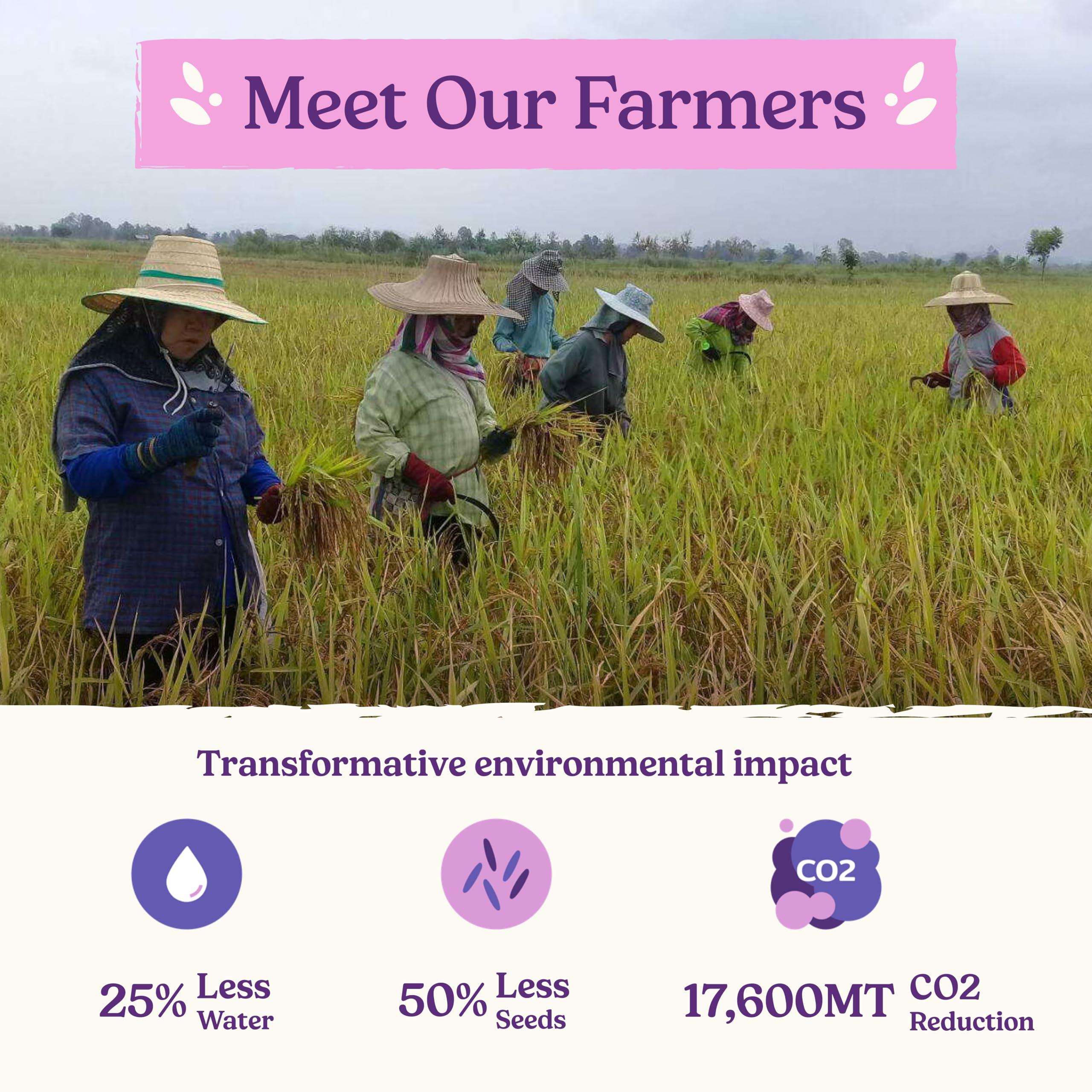 Jasberry Jasberry - Organic Superfood Rice, Soft & Aromatic Whole Grain Purple Rice, High in Antioxidants, Non-GMO, Gluten-free, Easy to cook, Versatile USDA Certified Organic, Vegan (15 Oz Resealable Zip Bag)