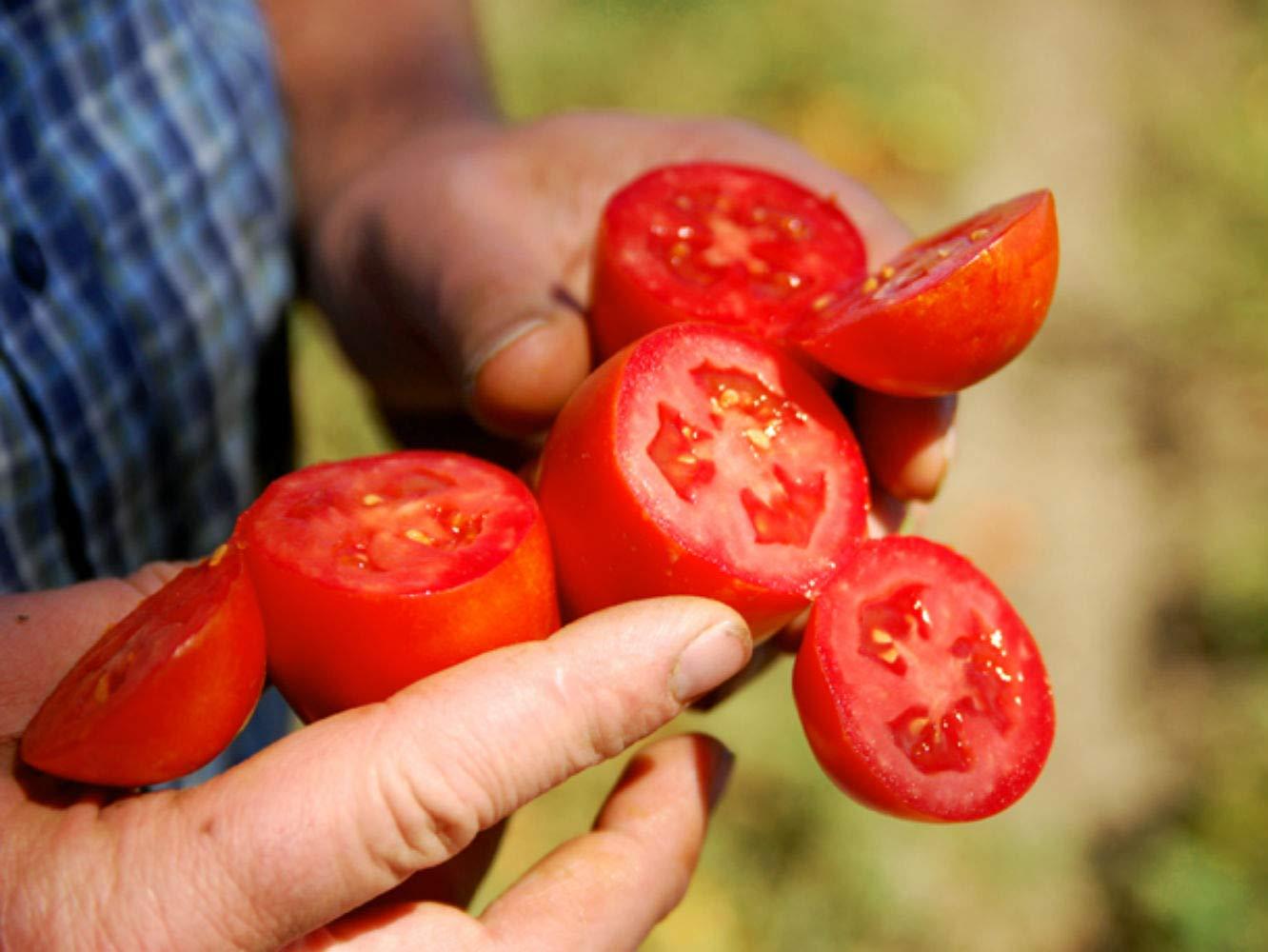 Bianco DiNapoli Bianco DiNapoli Organic Whole Peeled Tomatoes with Basil, 28 oz, 12 pack
