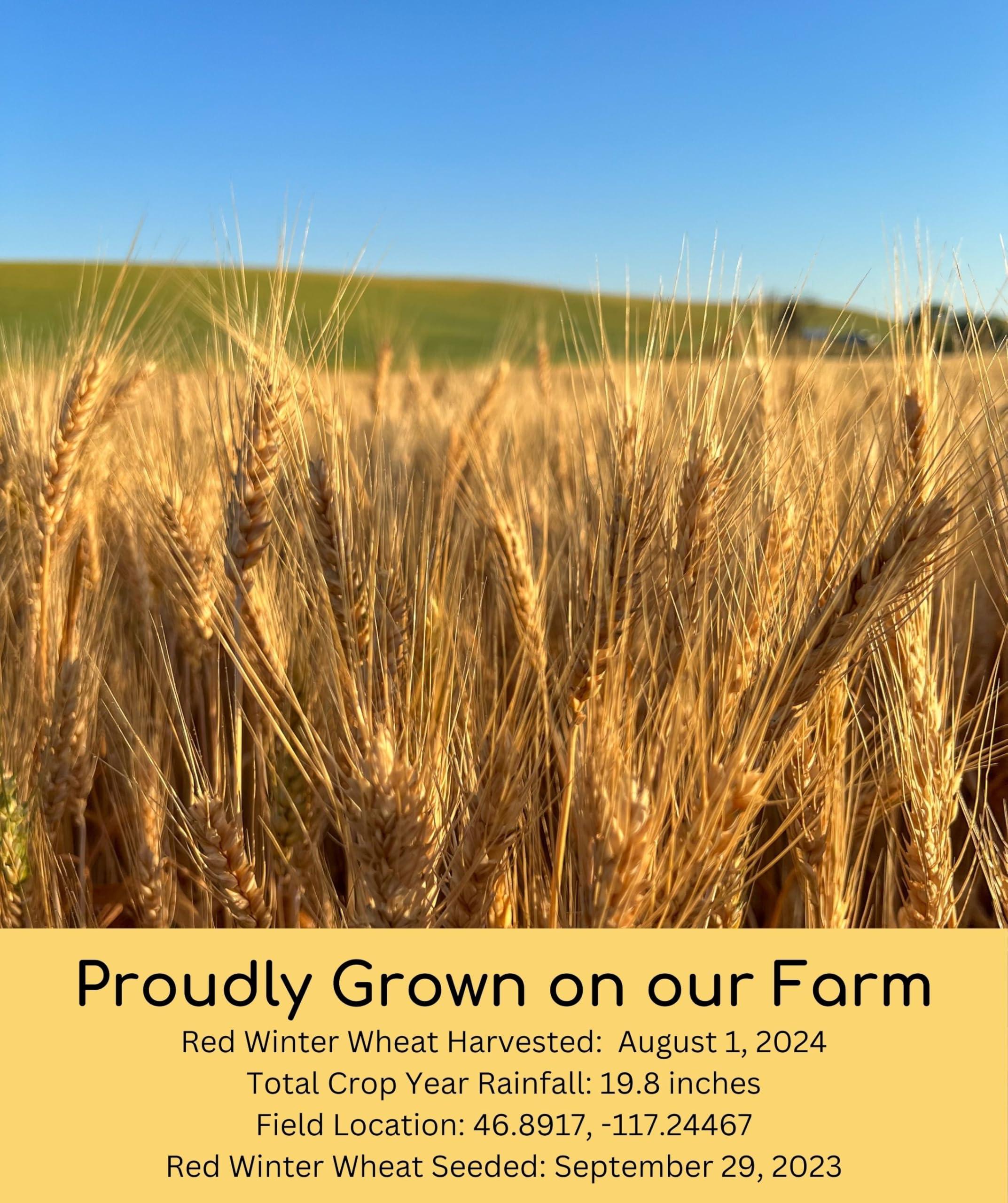 Palouse Brand Certified Glyphosate Residue Free Hard Red Winter Wheat Berries | 5 LBS | Family Farmed in Washington State | Non-GMO Project Verified | 100% Non-Irradiated | Certified Kosher Parve | Field Traced | Burlap Bag