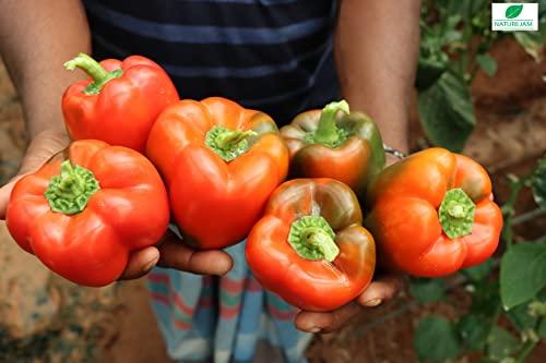 Naturejam Red BELL Peppers 1 Pound Bulk Bag-Heat Sealed to Maintain Freshness-Crushed & Dried Spice Seasoning